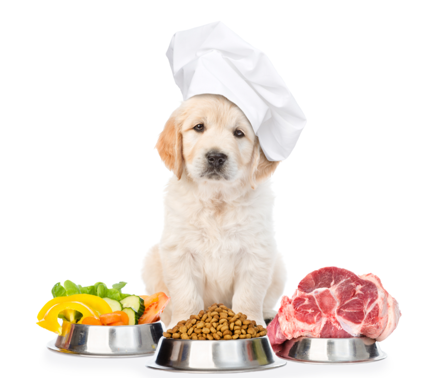 Un petit chien devant plusieurs gamelles remplies de nourriture