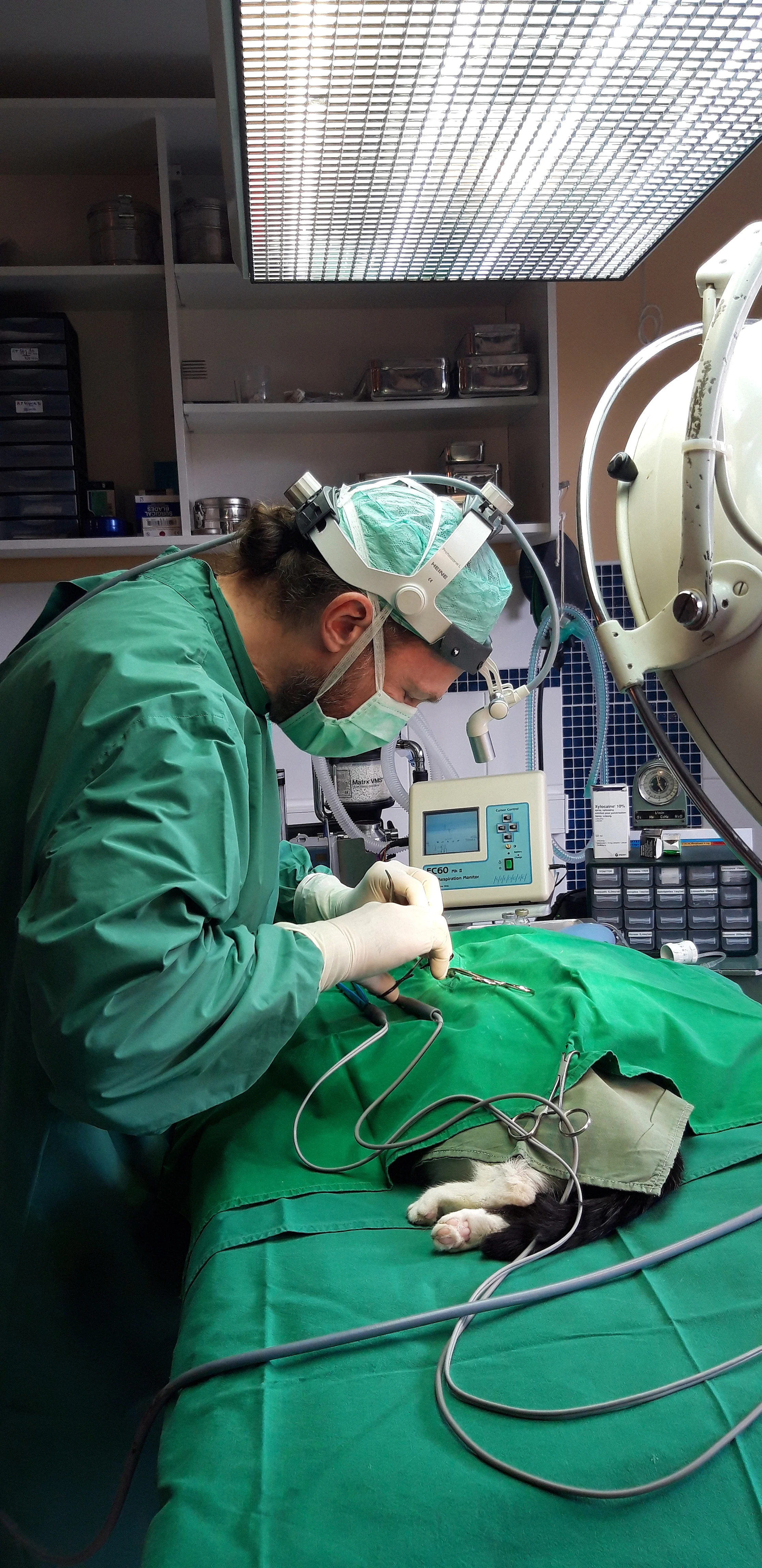 Le vétérinaire Renuart en train d'opérer un chat