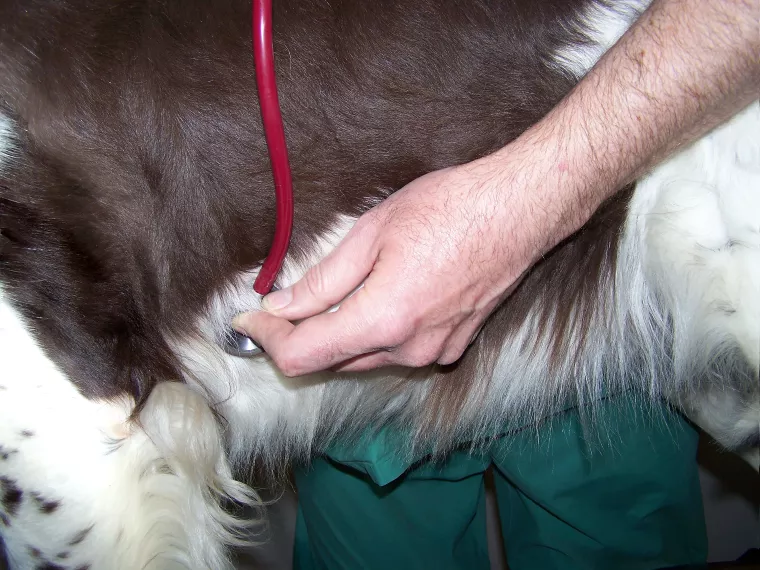 Le vétérinaire Renuart en train d'ausculter un chien avec un stéthoscope