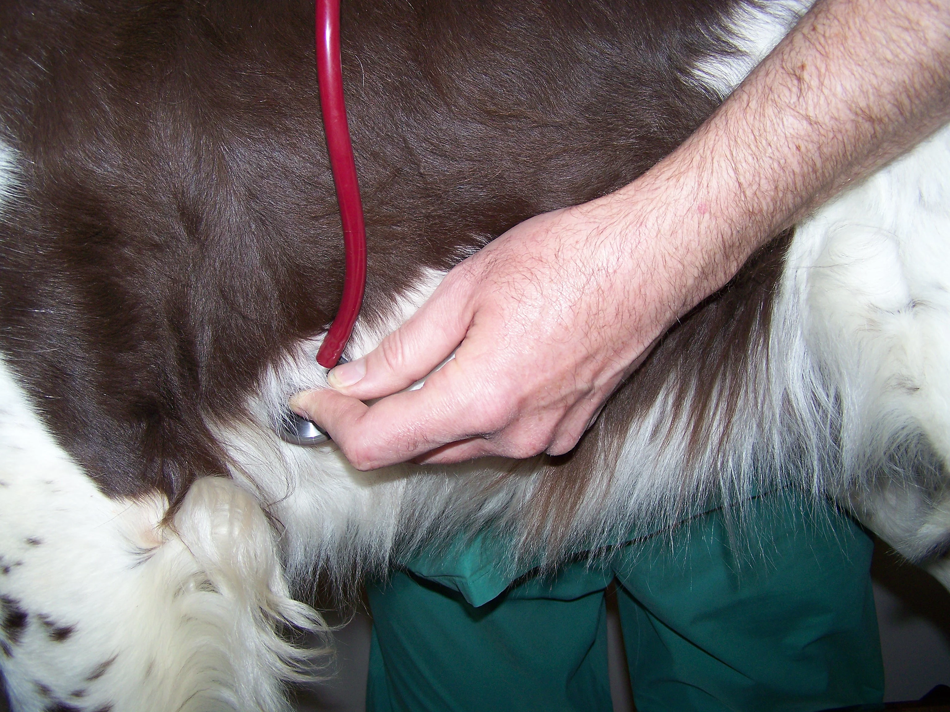 Le vétérinaire Renuart en train d'ausculter un chien avec un stéthoscope