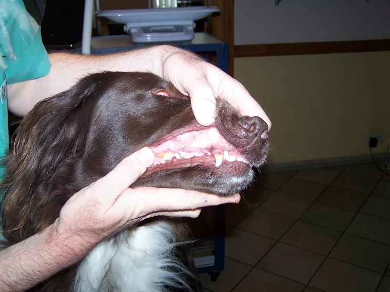 La dentition d'un chien