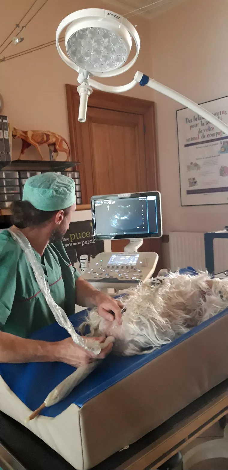 Le vétérinaire Renuart en train de faire une échographie à une chienne