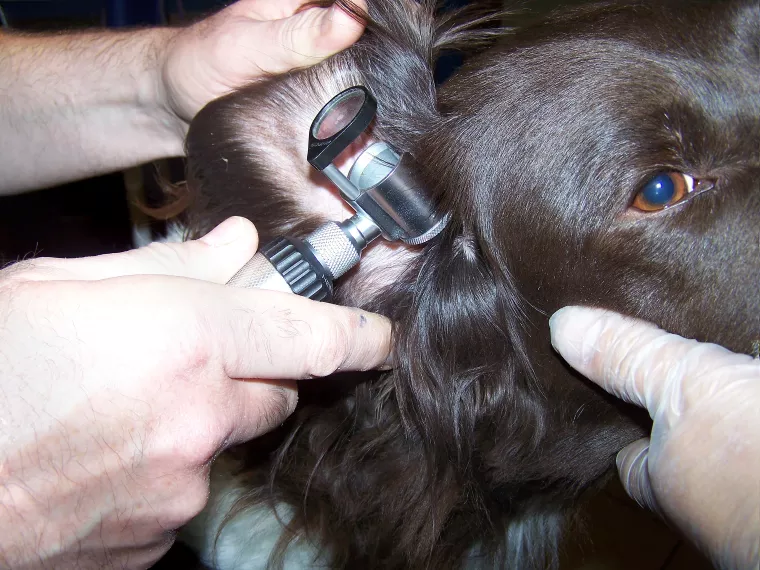 Un chien avec un otoscope dans l'oreille