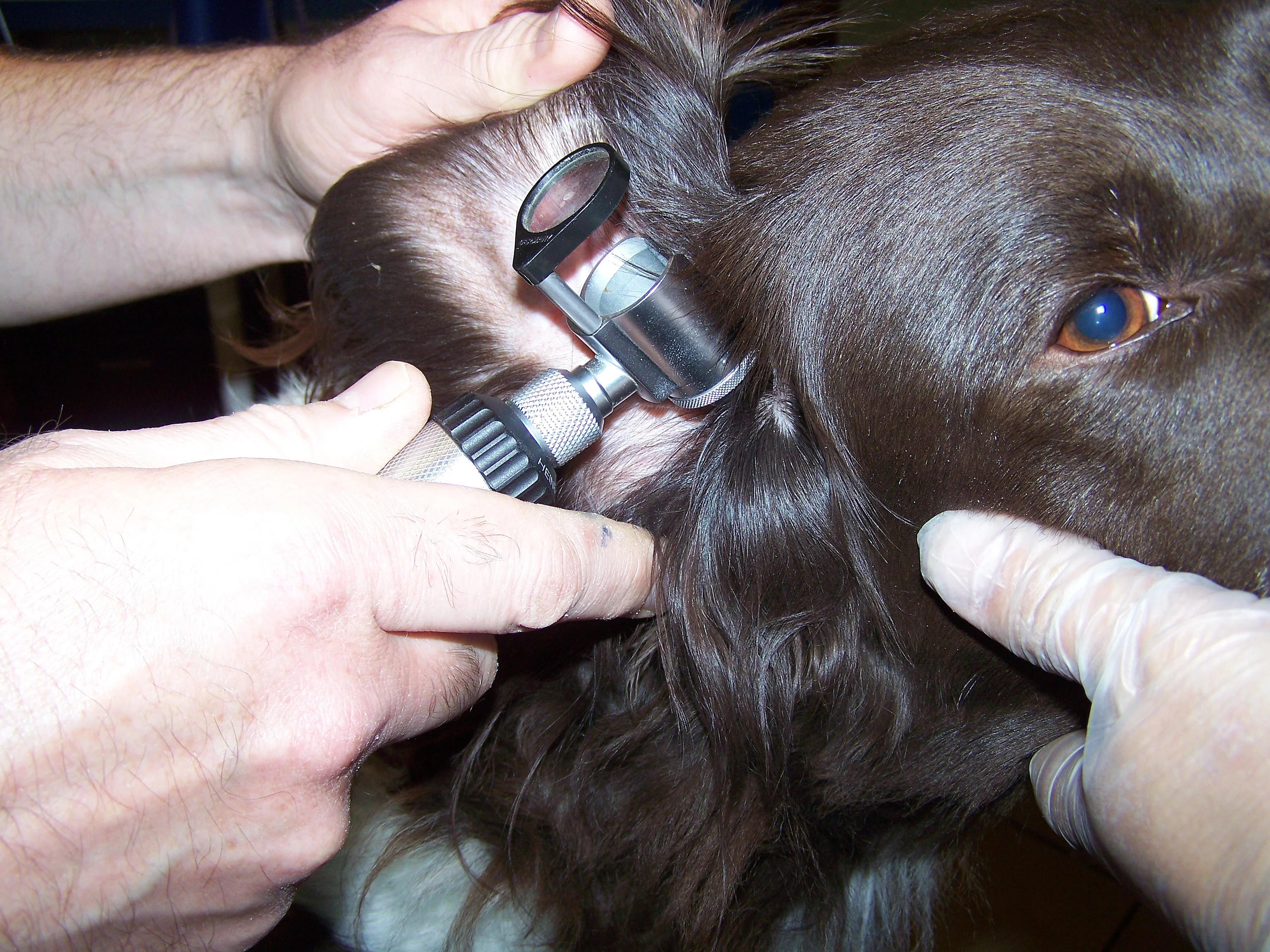 Un chien avec un otoscope dans l'oreille