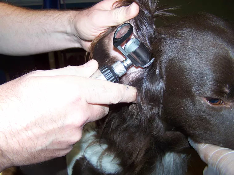 Un chien avec un otoscope dans l'oreille
