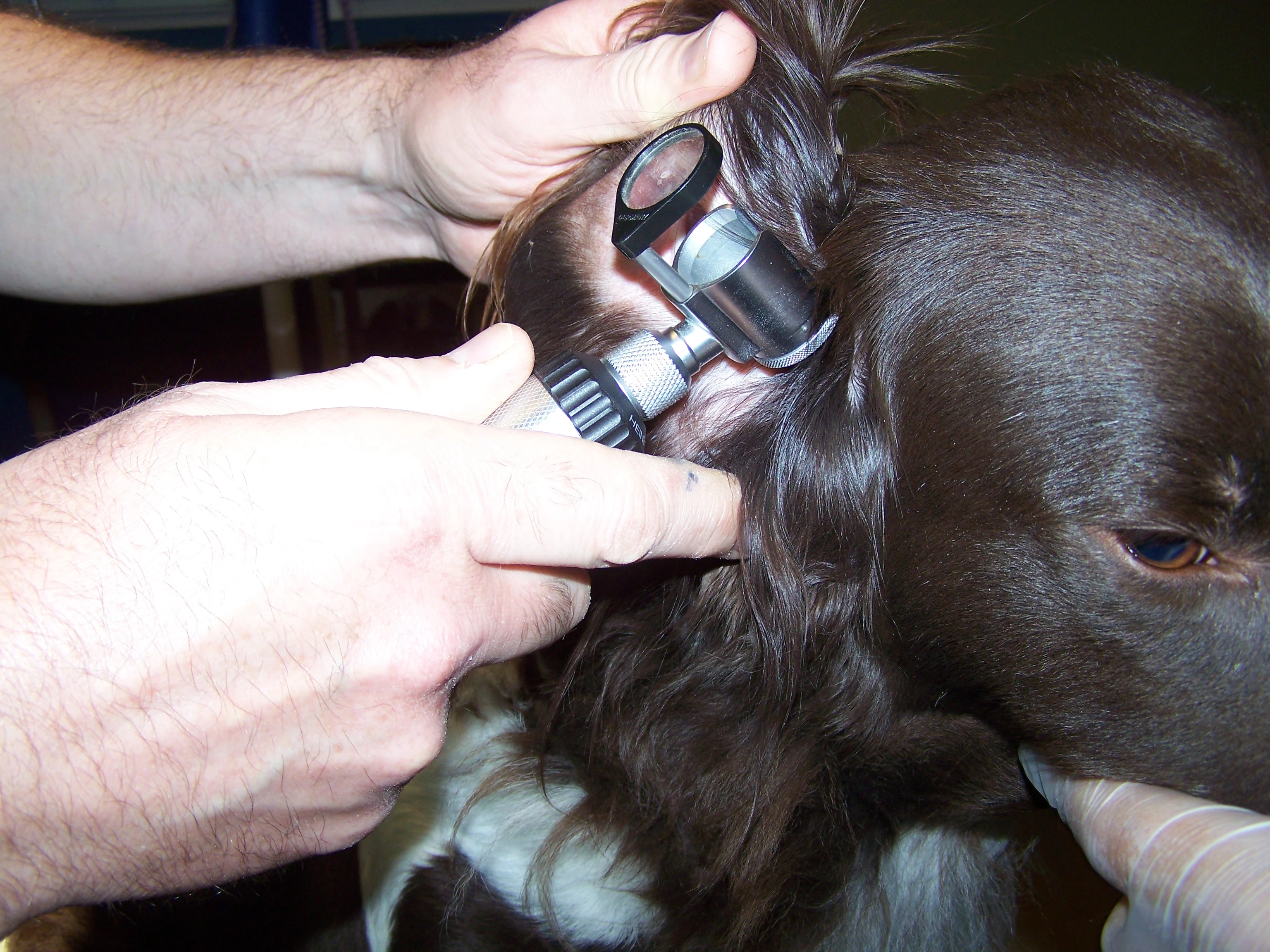 Un chien avec un otoscope dans l'oreille