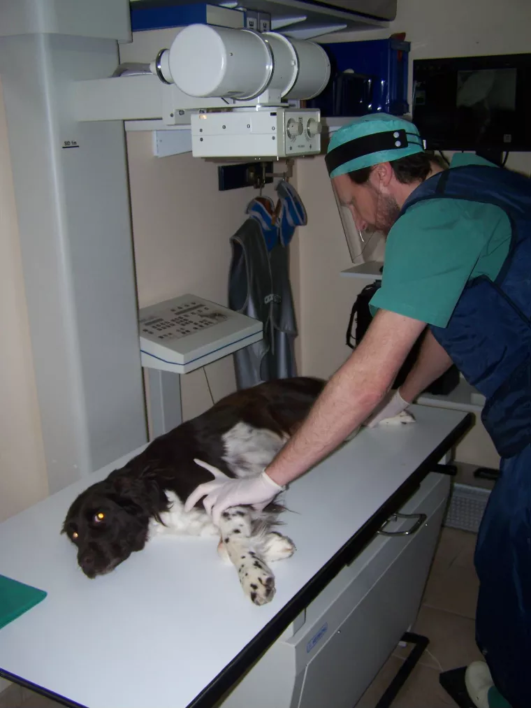 Le docteur Renuart en train de faire une radiographie à un chien