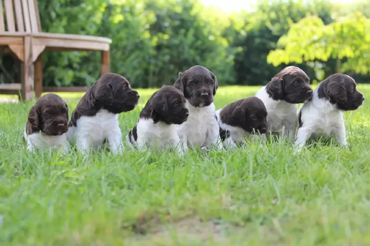 Plusieurs bébés chiens dans un jardin